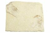 Three Cretaceous Fossil Shrimp - Lebanon #249848-1